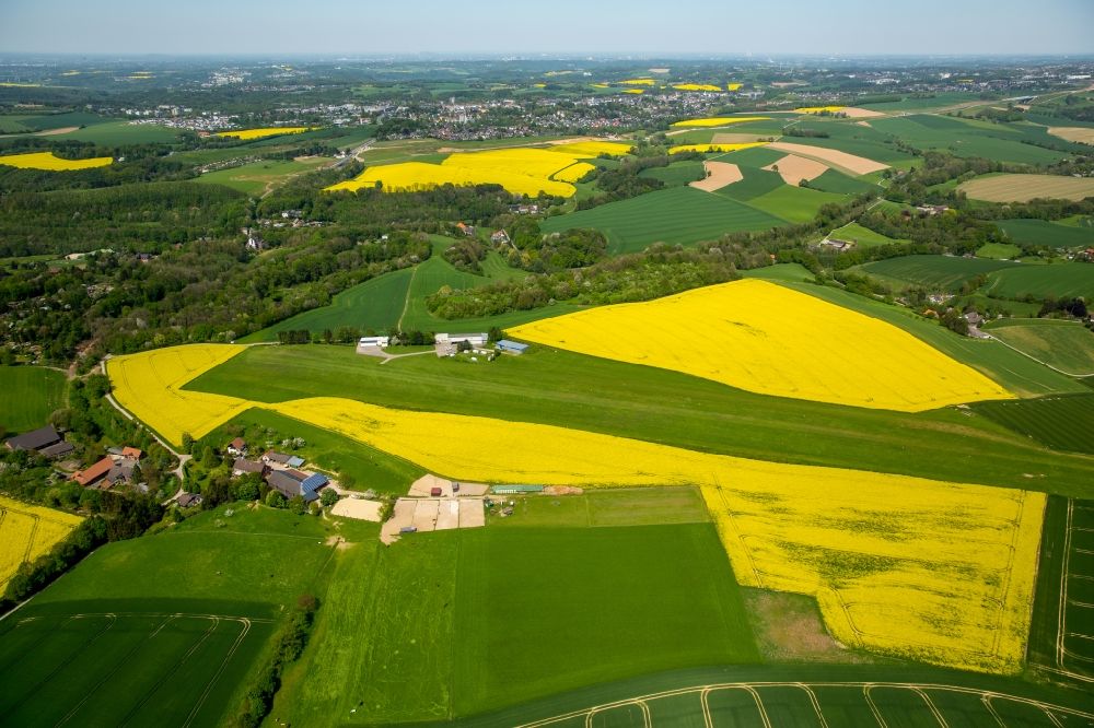 Aerial photograph Homberg - Field landscape yellow flowering rapeseed flowers in Homberg in the state North Rhine-Westphalia