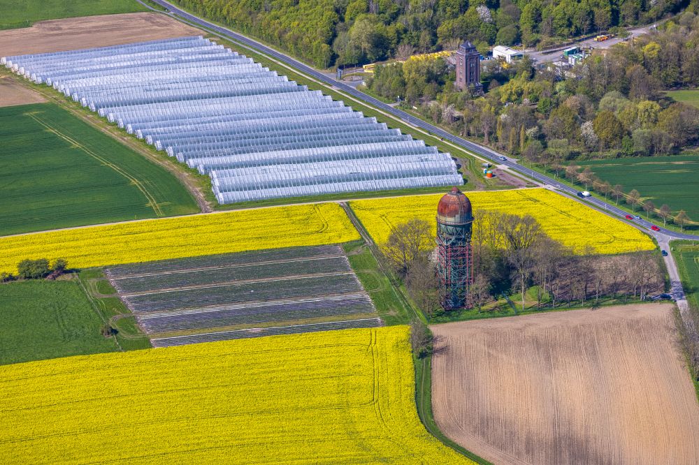 Aerial photograph Lanstrop - Field landscape of yellow blooming oilseed rape flowers Lanstroper Ei in Lanstrop in the Ruhr area in the state of North Rhine-Westphalia, Germany