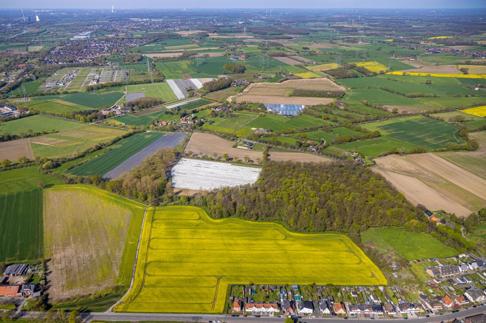 Merschhoven from the bird's eye view: Field landscape yellow flowering rapeseed flowers in Merschhoven at Ruhrgebiet in the state North Rhine-Westphalia, Germany