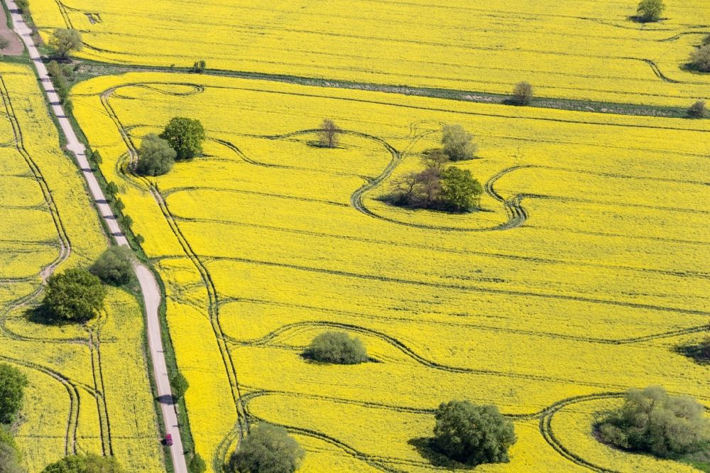 Aerial photograph Muldestausee - Field landscape yellow flowering rapeseed flowers in Muldestausee in the state Saxony-Anhalt