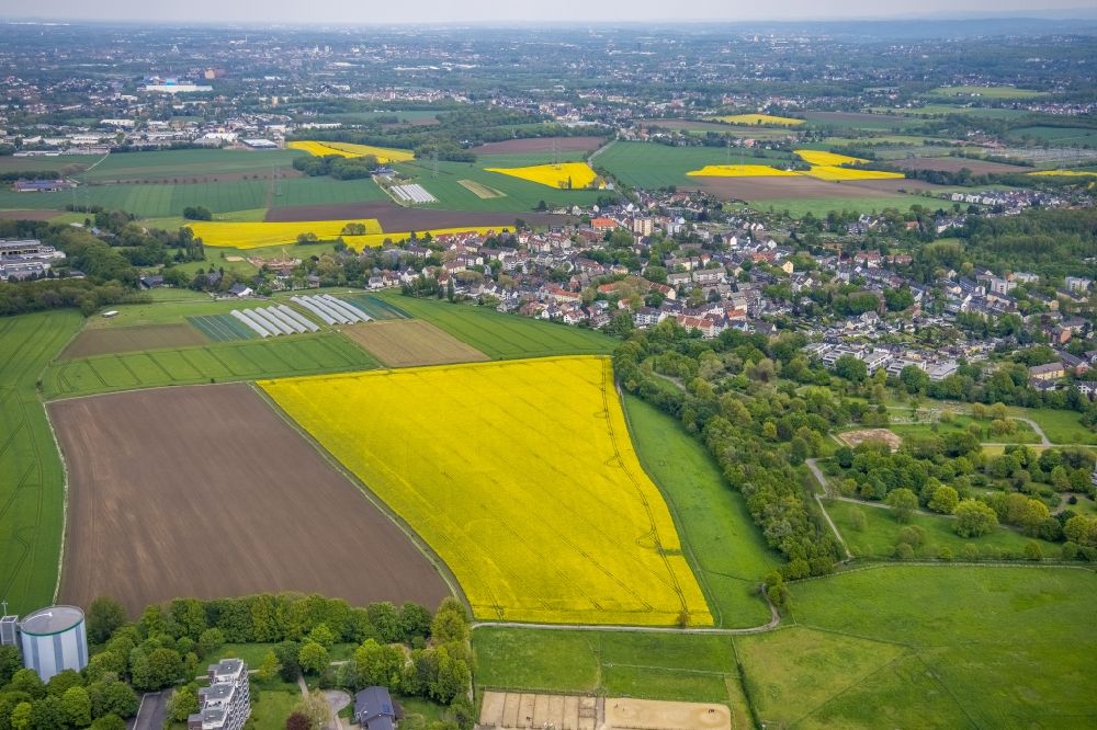 Aerial image Essen - Field landscape yellow flowering rapeseed flowers in the district Leithe in Essen at Ruhrgebiet in the state North Rhine-Westphalia, Germany