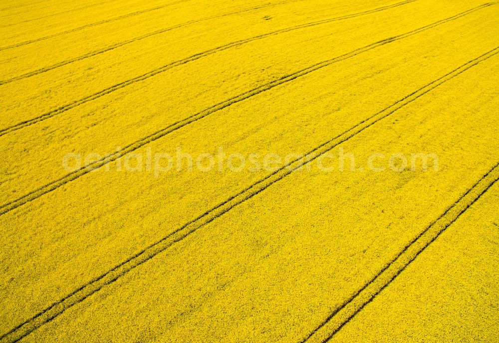 Aerial photograph Polditz - Field landscape yellow flowering rapeseed flowers in Polditz in the state Saxony, Germany