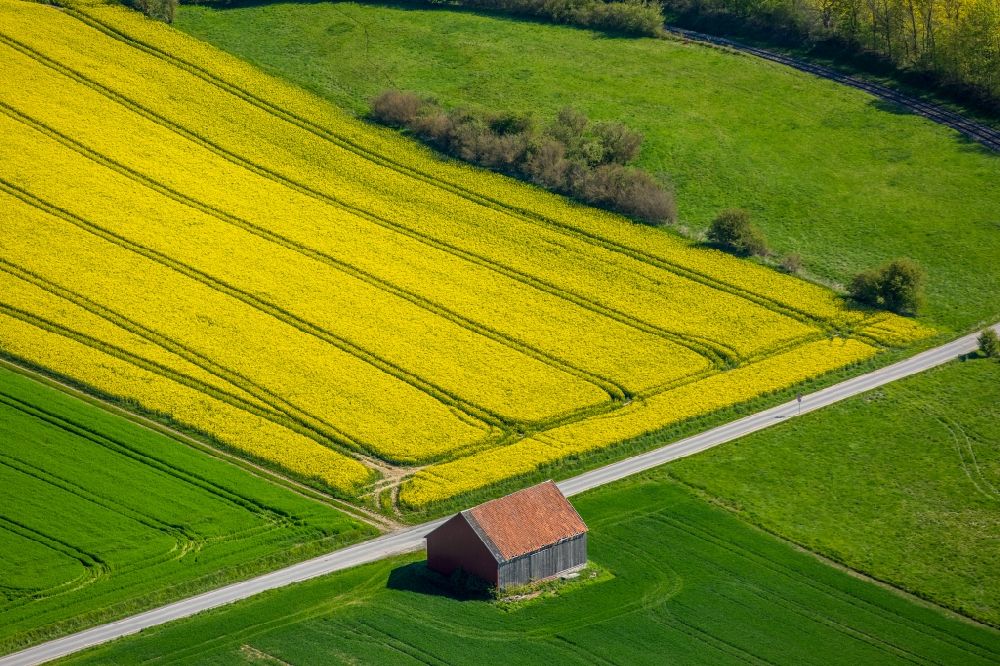 Aerial photograph Rüthen - Field landscape yellow flowering rapeseed flowers in Ruethen in the state North Rhine-Westphalia, Germany
