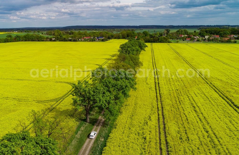 Aerial photograph Sachsendorf - Field landscape yellow flowering rapeseed flowers in Sachsendorf in the state Brandenburg, Germany