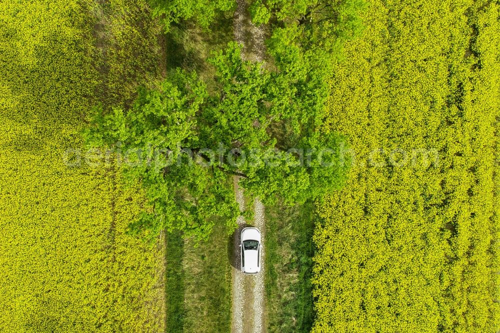 Sachsendorf from above - Field landscape yellow flowering rapeseed flowers in Sachsendorf in the state Brandenburg, Germany