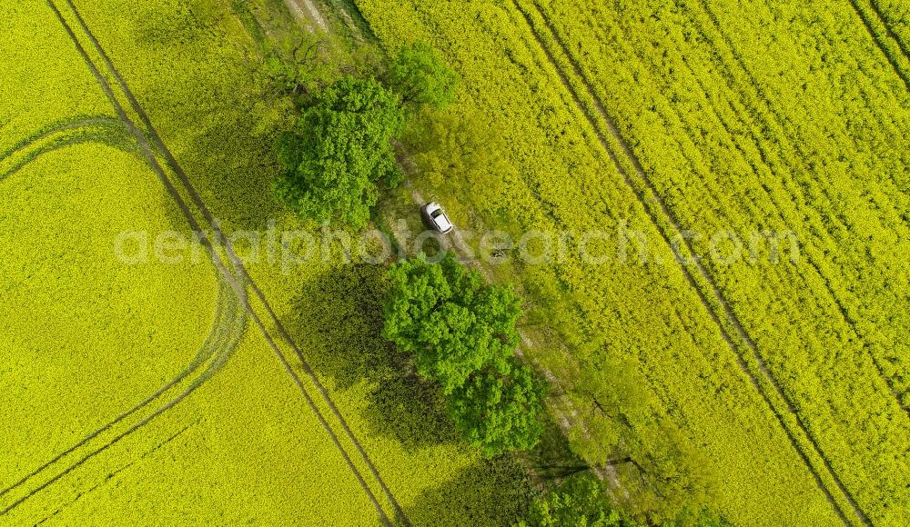 Aerial image Sachsendorf - Field landscape yellow flowering rapeseed flowers in Sachsendorf in the state Brandenburg, Germany