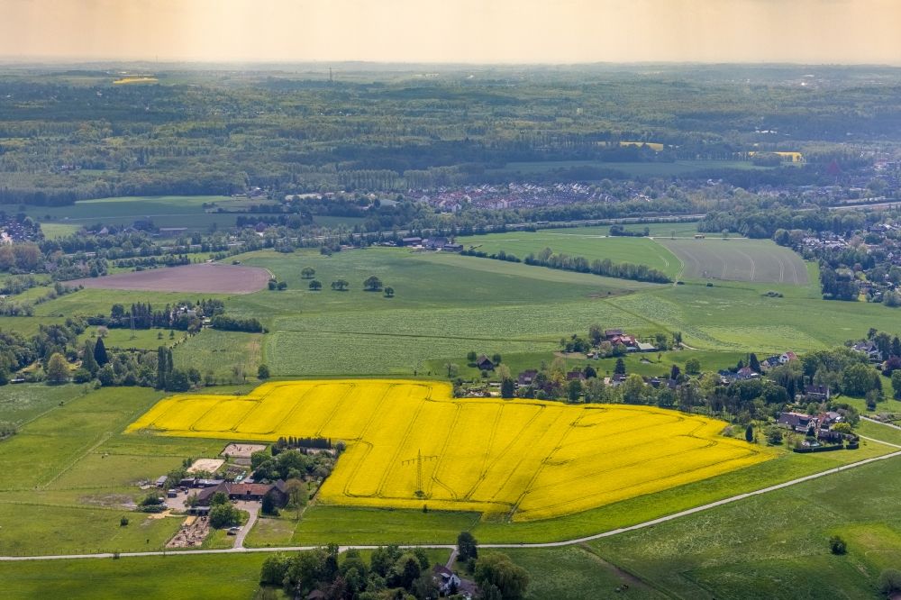 Aerial image Selbeck - Field landscape yellow flowering rapeseed flowers in Selbeck in the state North Rhine-Westphalia, Germany