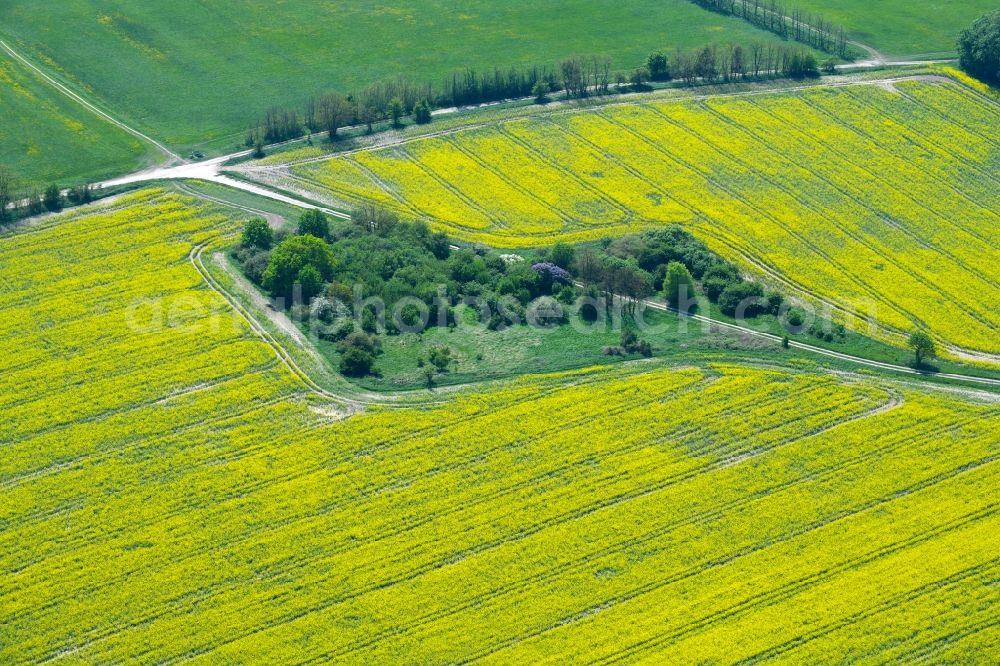 Aerial photograph Weesow - Field landscape yellow flowering rapeseed flowers in Weesow in the state Brandenburg, Germany