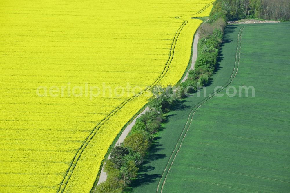 Aerial photograph Werneuchen, Hirschfelde - Field landscape yellow flowering rapeseed flowers in Werneuchen, Hirschfelde in the state Brandenburg