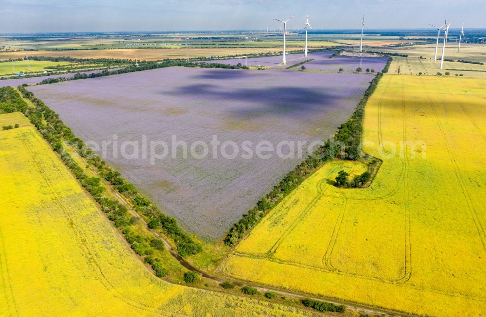 Aerial photograph Wörlitz - Field landscape lilac-violet blooming tufts of beautiful flowers in Woerlitz in the state Saxony-Anhalt, Germany