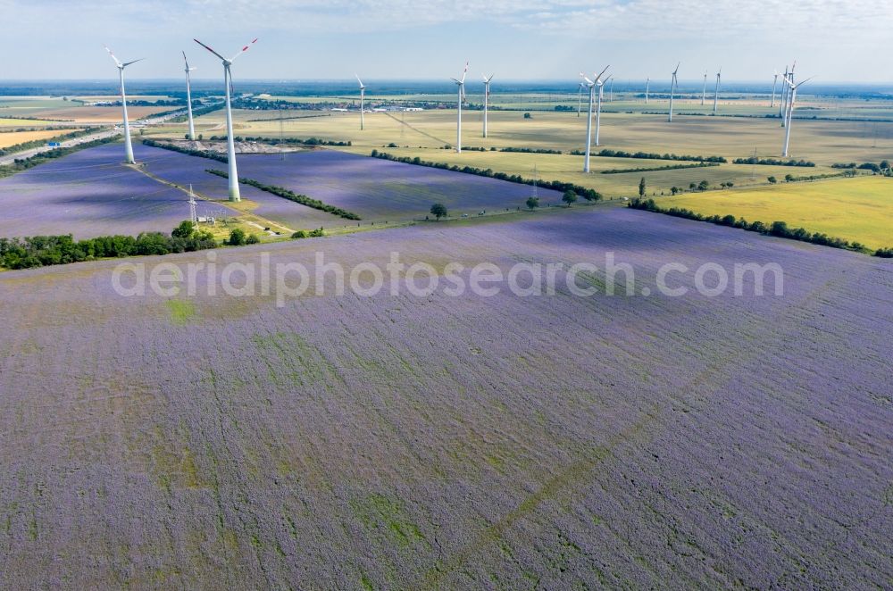 Wörlitz from above - Field landscape lilac-violet blooming tufts of beautiful flowers in Woerlitz in the state Saxony-Anhalt, Germany