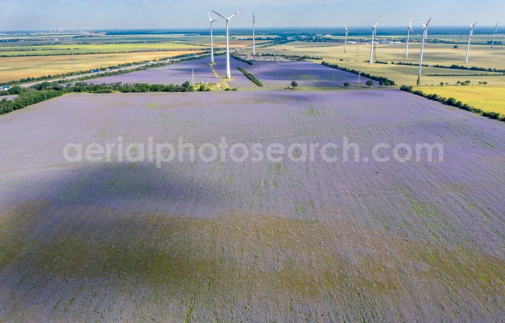 Aerial image Wörlitz - Field landscape lilac-violet blooming tufts of beautiful flowers in Woerlitz in the state Saxony-Anhalt, Germany