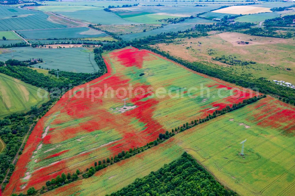 Quedlinburg from above - Field landscape of red blooming poppy flowers in Quedlinburg in the state Saxony-Anhalt, Germany