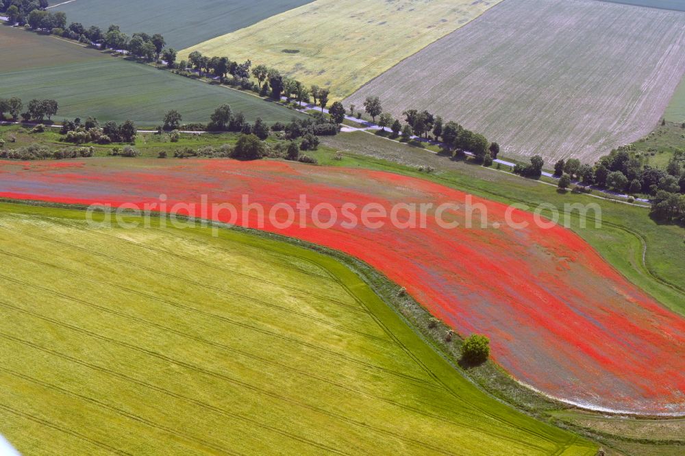 Aerial photograph Altlandsberg - Field landscape of red blooming poppy flowers in Altlandsberg in the state Brandenburg, Germany