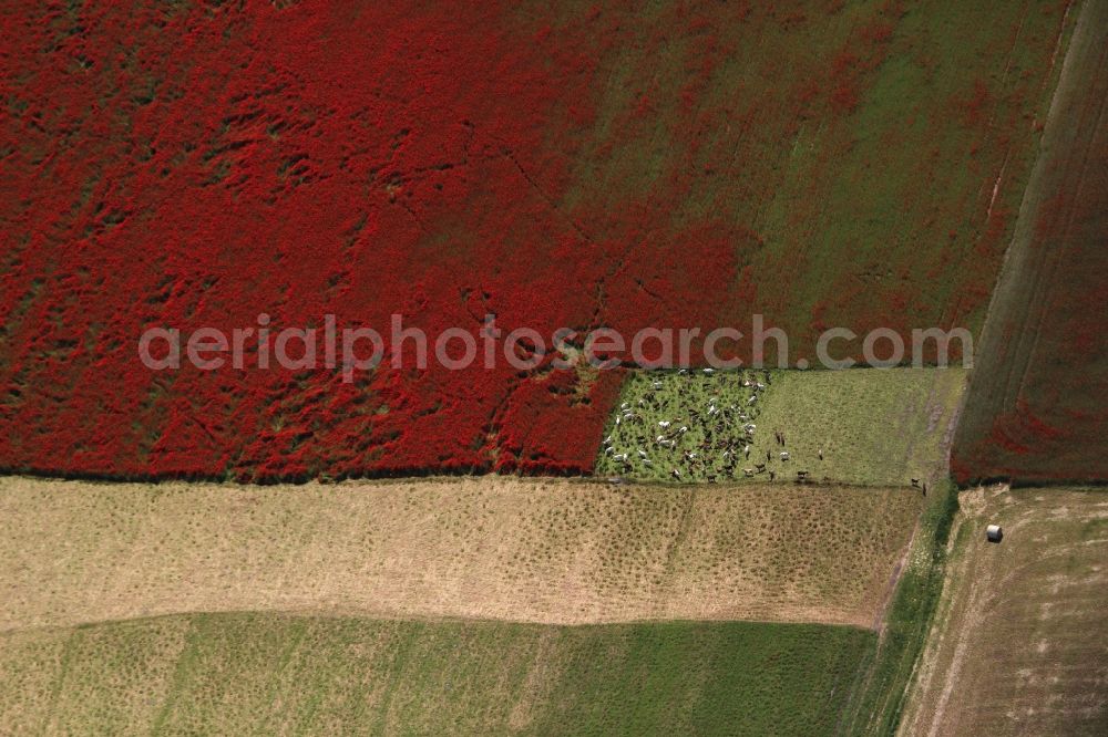 Brieselang from the bird's eye view: Field landscape of red blooming poppy flowers in Brieselang in the state Brandenburg