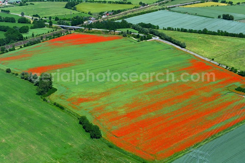 Insel from above - Field landscape of red blooming poppy flowers in Insel in the state Saxony-Anhalt, Germany
