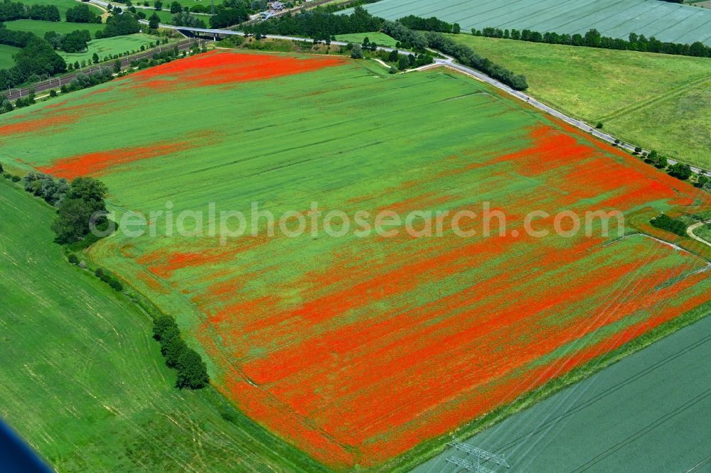 Insel from the bird's eye view: Field landscape of red blooming poppy flowers in Insel in the state Saxony-Anhalt, Germany