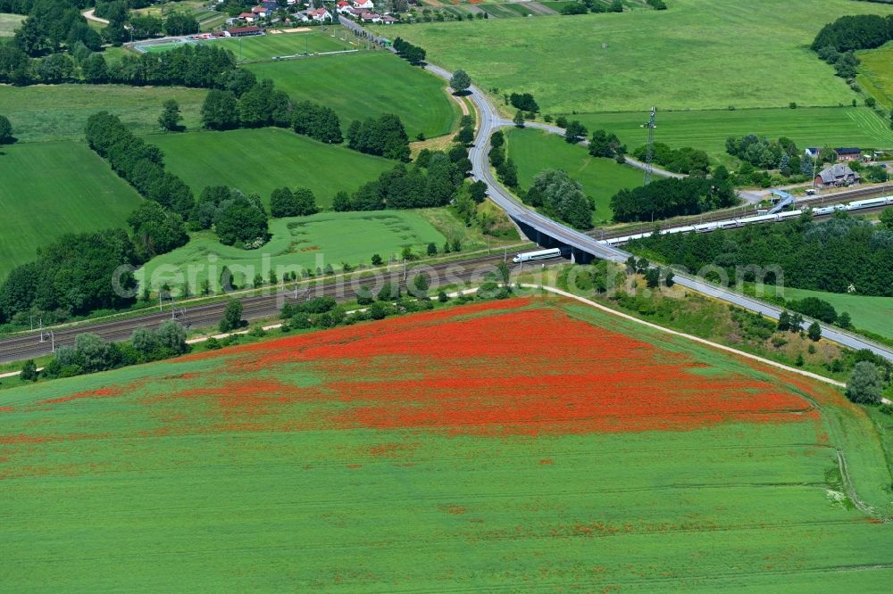 Aerial image Insel - Field landscape of red blooming poppy flowers in Insel in the state Saxony-Anhalt, Germany