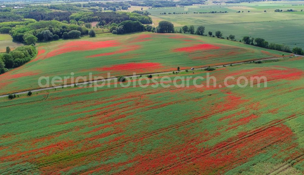 Mallnow from the bird's eye view: Field landscape of red blooming poppy flowers in Mallnow in the state Brandenburg, Germany