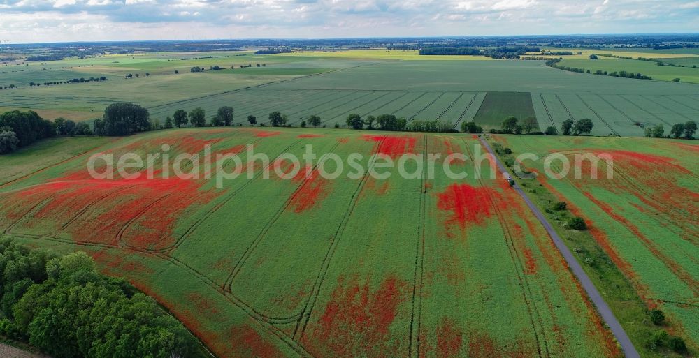 Mallnow from above - Field landscape of red blooming poppy flowers in Mallnow in the state Brandenburg, Germany