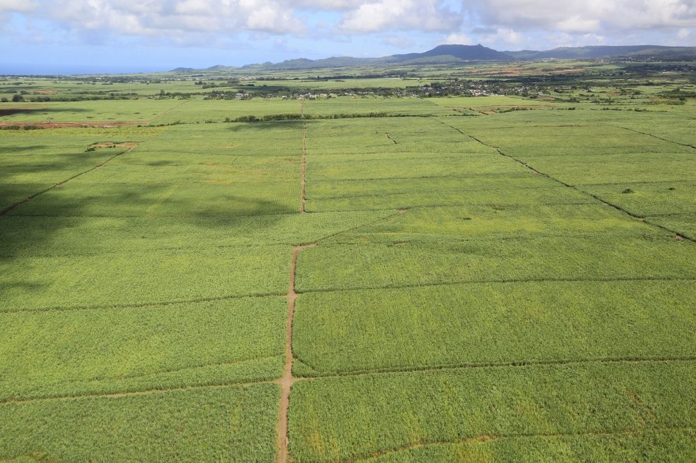 Aerial photograph Rose Belle - Field landscape with sugarcane in the south of Mauritius at Rose Belle