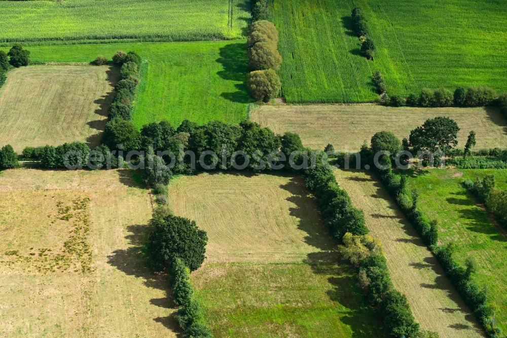 Daldorf from above - Agricultural fields with adjacent forest and forest areas in Daldorf in the state Schleswig-Holstein, Germany