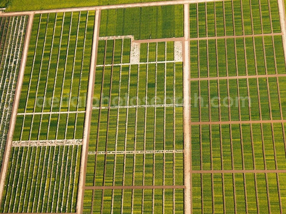 Aerial image Seligenstadt - View of field structures near Seligenstadt in the state Hesse