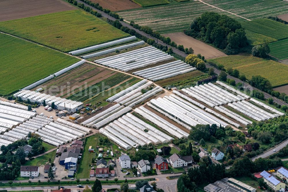 Friesenheim from above - Company grounds and facilities of Walter Baehr Baumschule in Friesenheim in the state Baden-Wurttemberg, Germany