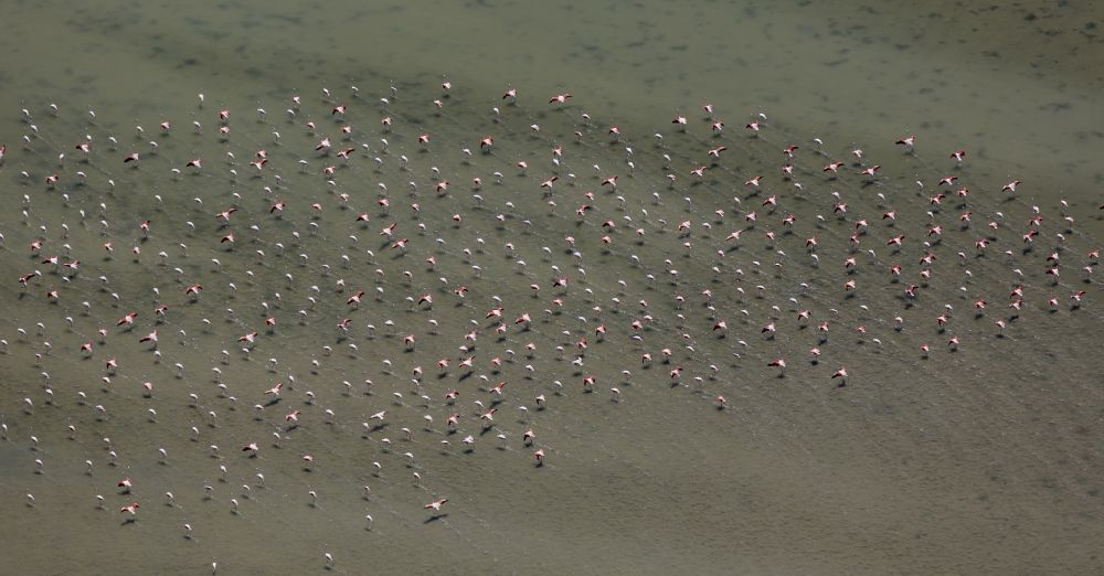Aerial photograph Saintes-Maries-de-la-Mer - Flamingos flock to the mouth of the Rhone the Camargue, Saintes-Maries-de-la-Mer in France