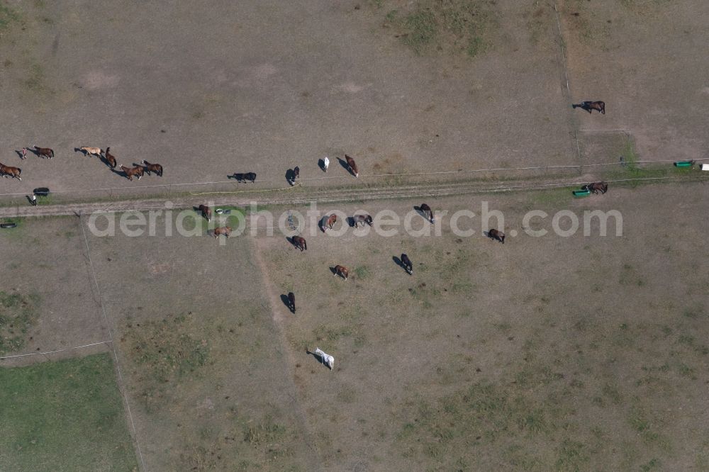 Leipzig from the bird's eye view: Surface structures of a meadow pasture with herd of horses on the Heiterblickstrasse district Abtnaundorf in Leipzig in the state Saxony, Germany