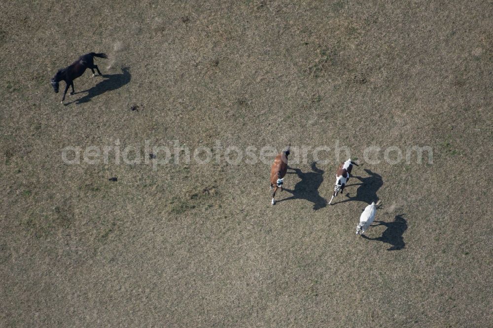 Aerial image Leipzig - Surface structures of a meadow pasture with herd of horses on the Heiterblickstrasse district Abtnaundorf in Leipzig in the state Saxony, Germany