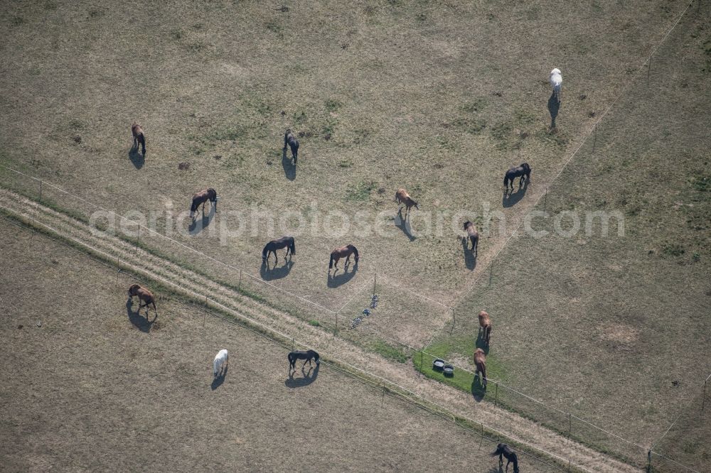 Leipzig from above - Surface structures of a meadow pasture with herd of horses on the Heiterblickstrasse district Abtnaundorf in Leipzig in the state Saxony, Germany