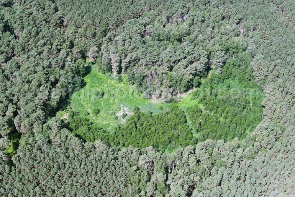Spreeau from the bird's eye view: Forest areas in with clearing in Spreeau in the state Brandenburg, Germany