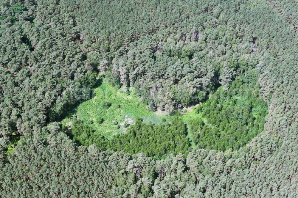 Spreeau from the bird's eye view: Forest areas in with clearing in Spreeau in the state Brandenburg, Germany