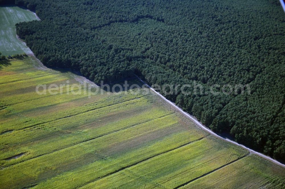 Aerial image Nuthe-Urstromtal - Forest areas in in Nuthe-Urstromtal in the state Brandenburg, Germany
