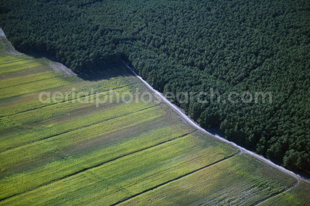 Aerial photograph Nuthe-Urstromtal - Forest areas in in Nuthe-Urstromtal in the state Brandenburg, Germany