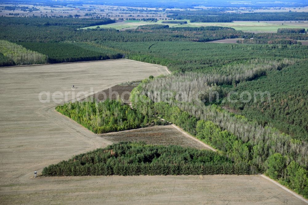 Aerial photograph Radis - Forest areas in in Radis in the state Saxony-Anhalt, Germany