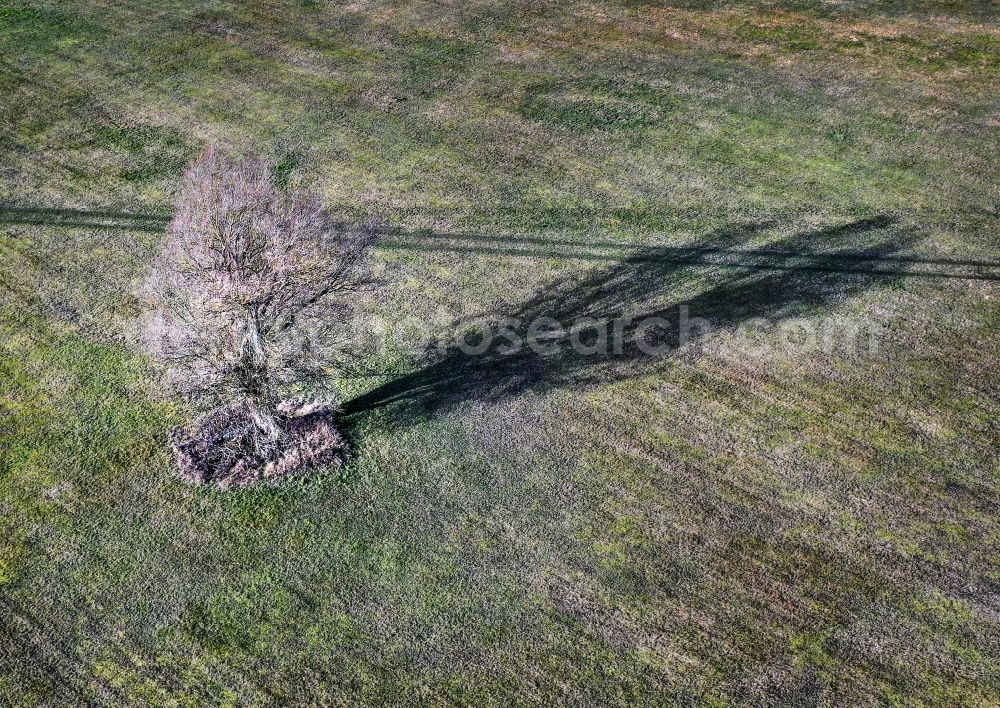 Aerial photograph Moenchwinkel - Free standing tree near Moenchwinkel in the state Brandenburg, Germany
