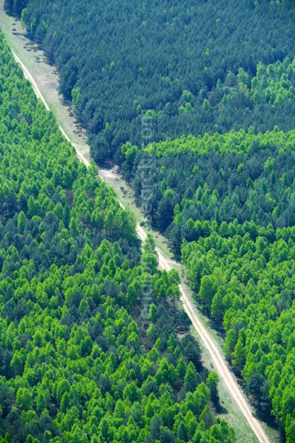 Aerial photograph Mühlenbecker Land - Spring- Treetops in a wooded area in Muehlenbecker Land in the state Brandenburg, Germany