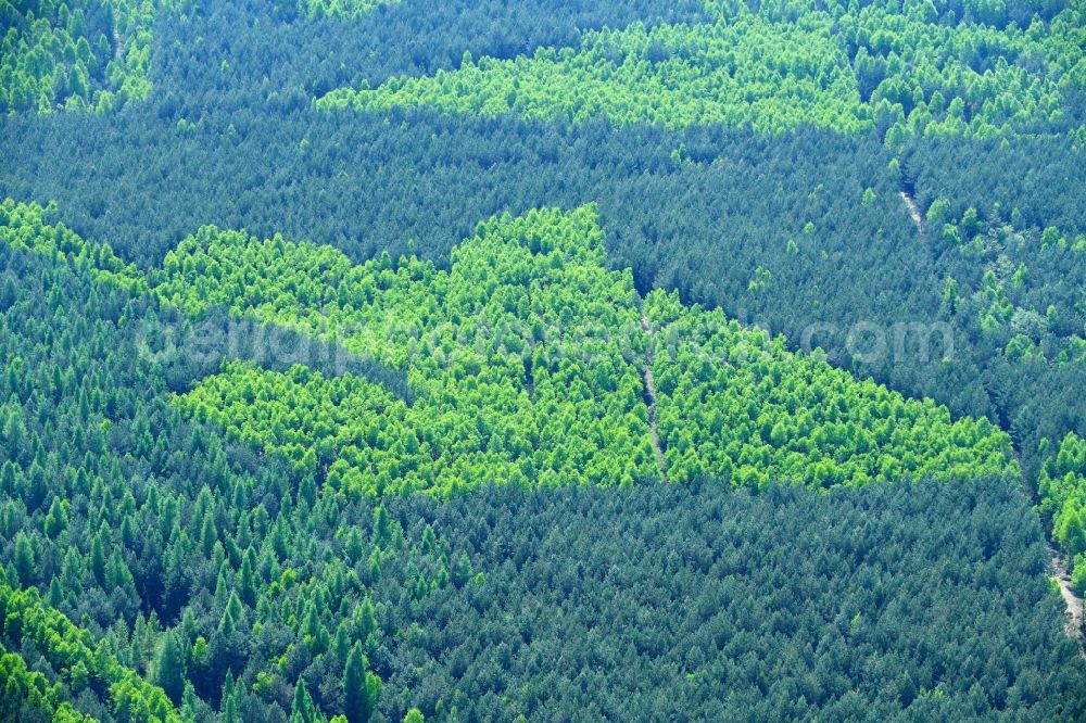 Mühlenbecker Land from the bird's eye view: Spring- Treetops in a wooded area in Muehlenbecker Land in the state Brandenburg, Germany
