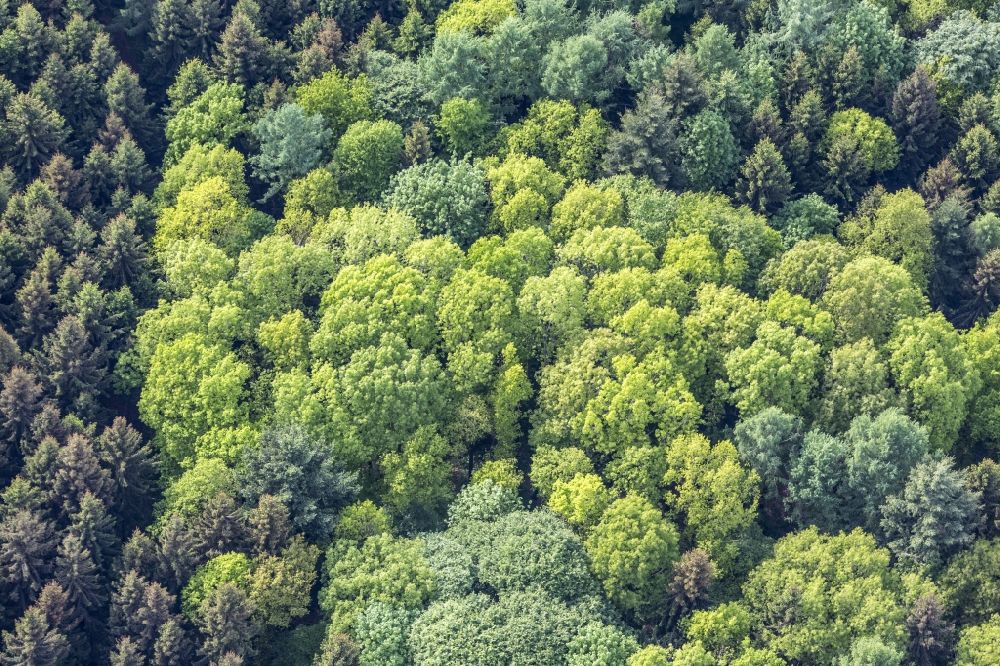 Eching from above - Spring Green deciduous forest treetops in the forest area of Eching in Bavaria