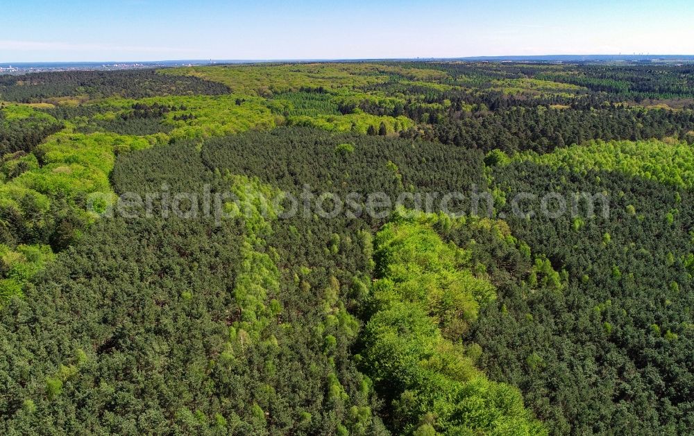Aerial image Sieversdorf - Spring shoots of fresh green leaves from the tree tops in a wooded area in Sieversdorf in the state Brandenburg, Germany