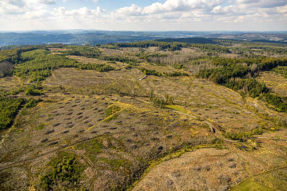 Aerial image Arnsberg - Felled tree trunks in a forest area in Arnsberg at Sauerland in the state North Rhine-Westphalia, Germany