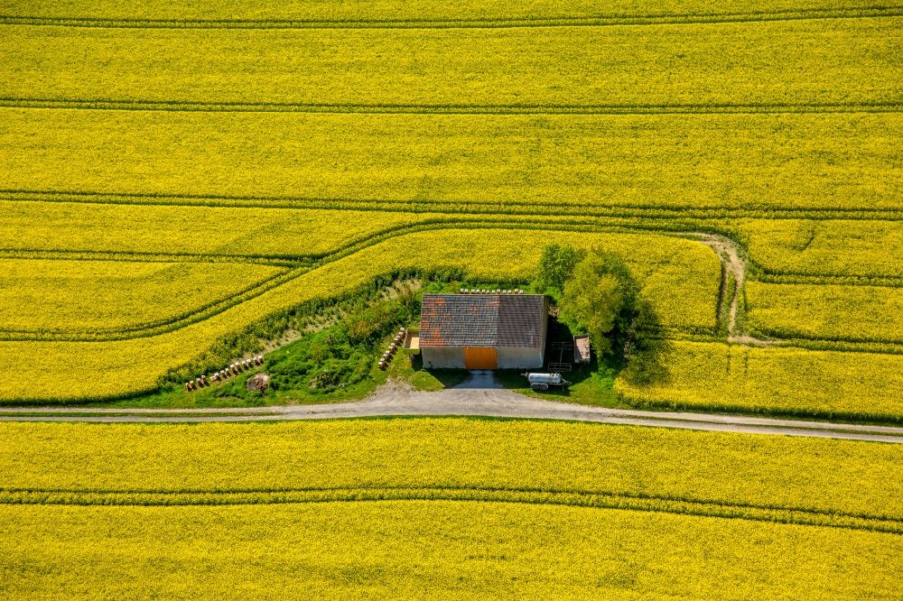 Anröchte from the bird's eye view: Homestead of a farm on yellow rape field in Anroechte in the state North Rhine-Westphalia, Germany