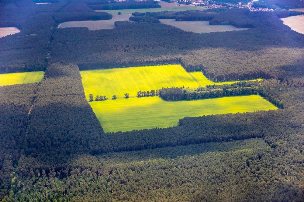 Döberitz from the bird's eye view: Field landscape of yellow rapeseed flowers fringed by a wooded area in Doeberitz in the state Brandenburg, Germany