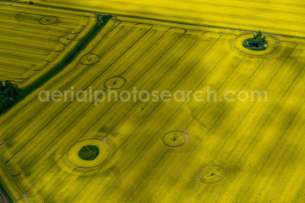 Putlitz from the bird's eye view: Yellow - green contrast of blooming rapeseed flowers on field stripes in Putlitz in the state Brandenburg, Germany