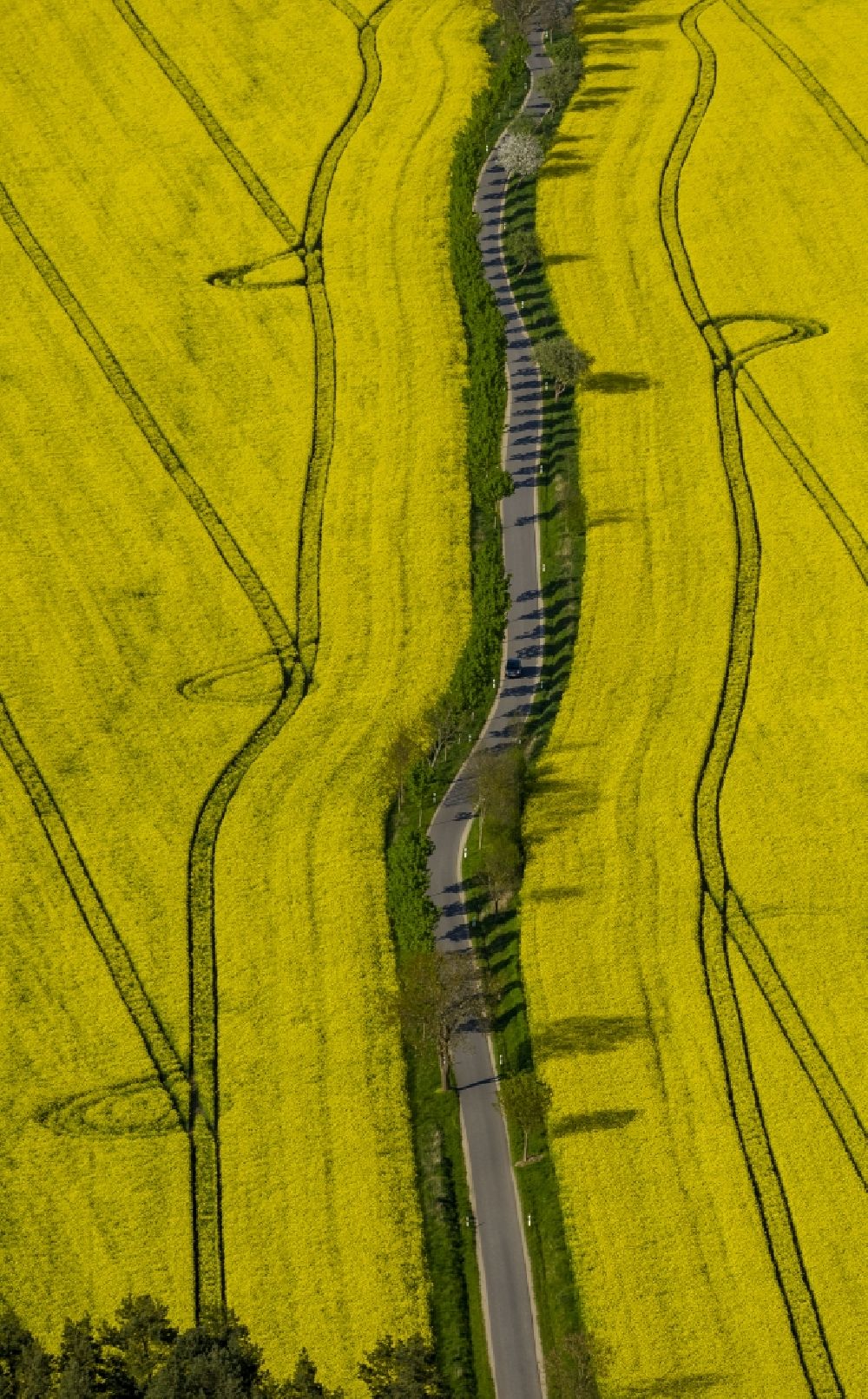 Wesenberg from the bird's eye view: Yellow radiant rapeseed field landscape near Wesenberg in the state of Mecklenburg-Western Pomerania
