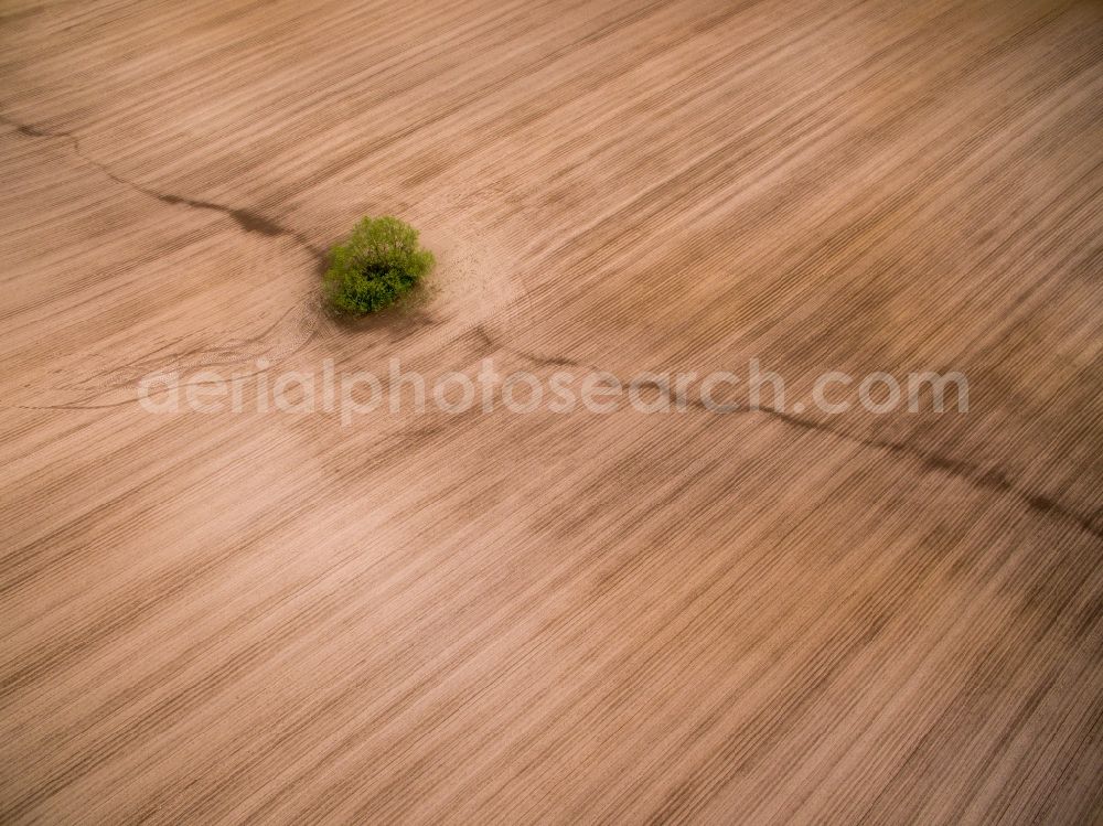 Aerial image Langenleuba-Oberhain - Plowed field with tree island in Langenleuba-Oberhain in the state Saxony, Germany