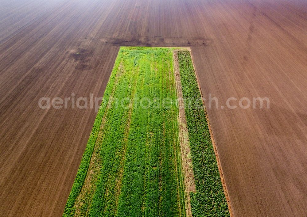 Mölbis from the bird's eye view: Plowed field with green strips in Moelbis in the state Saxony, Germany