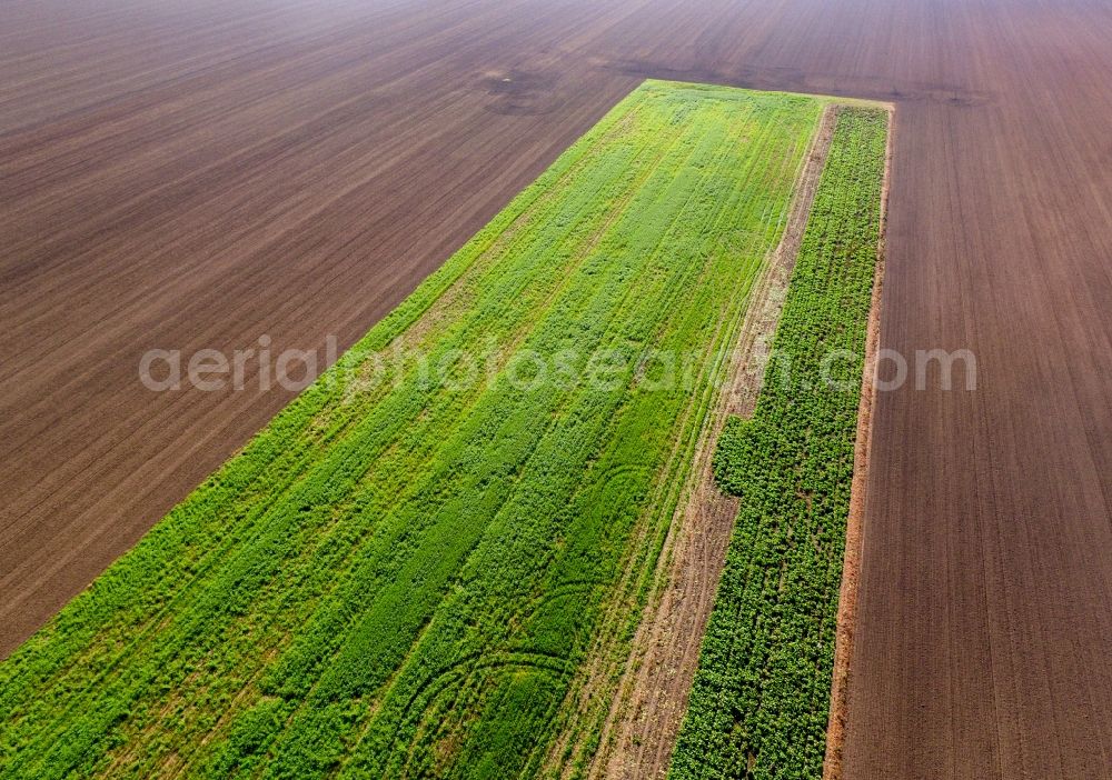Aerial image Mölbis - Plowed field with green strips in Moelbis in the state Saxony, Germany